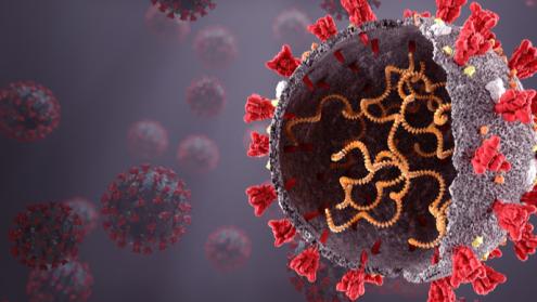 Cover image of A clearer picture of coronavirus infection process for better future treatments
