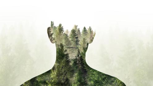 Cover image of Accelerated rates of change in Earth’s vegetation go back thousands of years