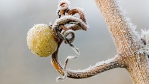 Cover image of Heat transfer theory explains sudden cold snaps Cover image of Heat transfer theory explains sudden cold snaps