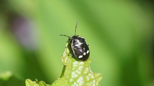 Cover image of A is for aphid, B is for beetle: the order pests arrive makes a big difference to crops