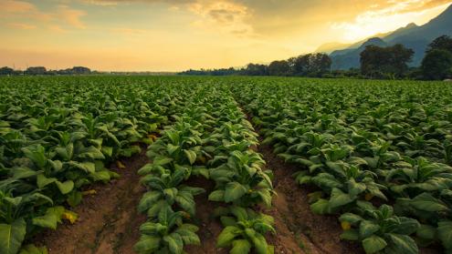 Cover image of Engineered plants could be green chemical factories of the future Cover image of Engineered plants could be green chemical factories of the future