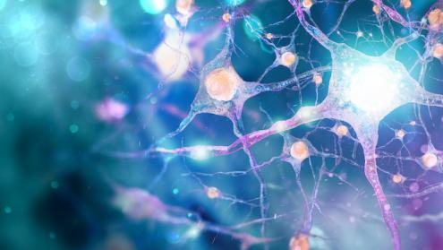 Cover image of Researchers ‘see’ how brain reads electric signals Cover image of Researchers ‘see’ how brain reads electric signals