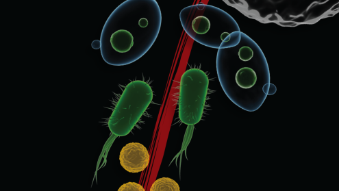 Cover image of Scientists uncover principles of universal self-assembly