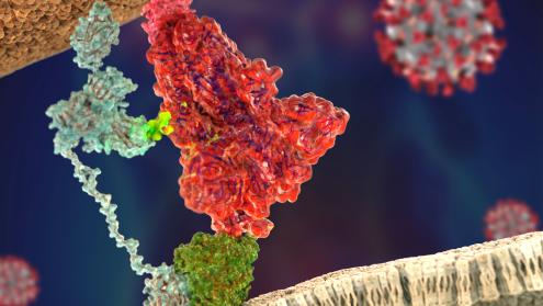 Cover image of Neuropilin-1 drives SARS-CoV-2 infectivity, finds breakthrough study