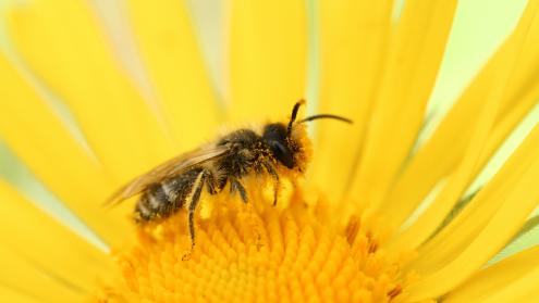 Cover image of How does it feel to be a bee? The quest to understand animal sentience