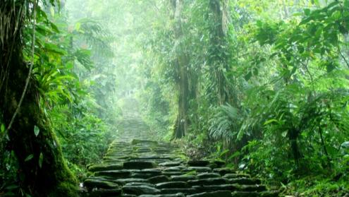 Cover image of Mysteries unravelled: The unique plant-insect food web of tropical forests