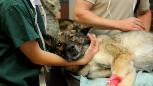 Cover image of Danish dogs to receive virus-inspired cancer vaccine treatment