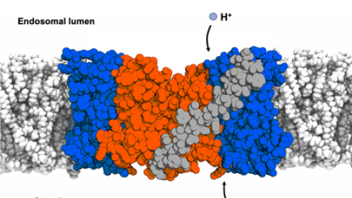 Cover image of Scientists show how a molecular machine works to regulate our cell’s internal pH and sodium levels Cover image of Scientists show how a molecular machine works to regulate our cell’s internal pH and sodium levels