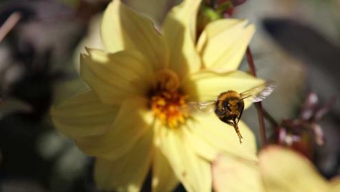 Cover image of Grassland studies, radar-tracked bumblebees offer clues for protecting pollinators