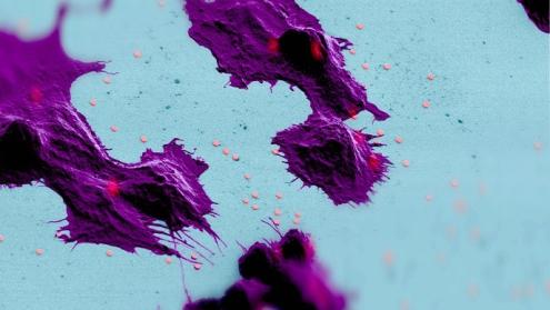 Cover image of Miniscule lasers within cells advance imaging in biomedical research