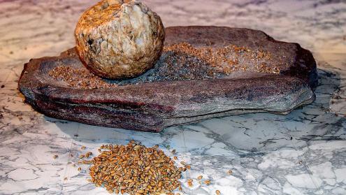 Cover image of How Stone Age humans unlocked the glucose in plants