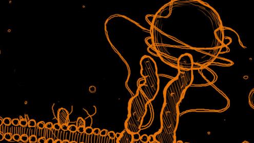 Cover image of Cell ‘hands’ to unlock doors in health research, drug design, and bioengineering