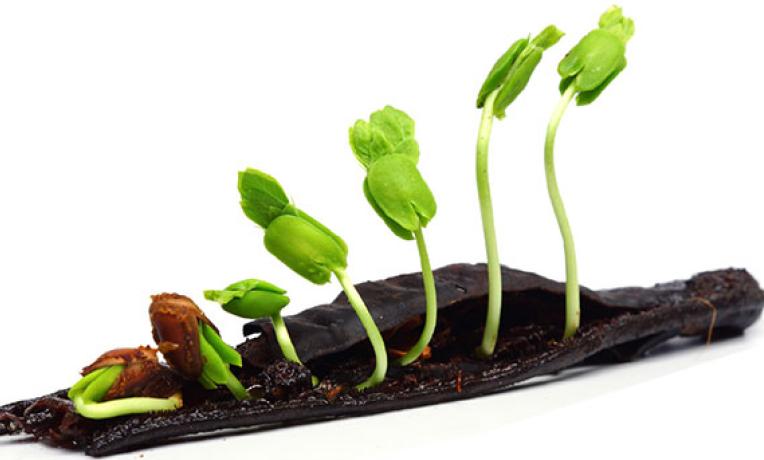 Cover image of Listening to jet-lagged plants Cover image of Listening to jet-lagged plants