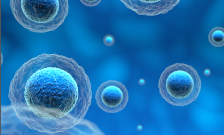 Cover image of Building a multi-level simulation of organogenesis Cover image of Building a multi-level simulation of organogenesis