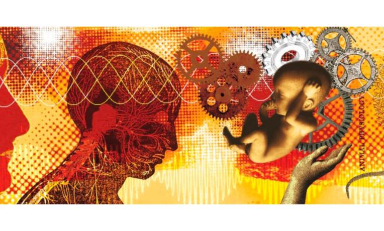 Cover image of The baby's brain, as never seen before Cover image of The baby's brain, as never seen before