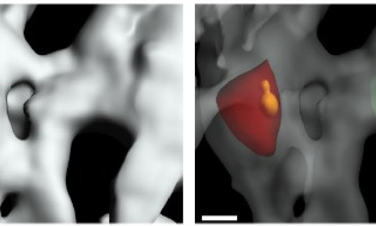 Cover image of Lymphocytes versus hepatitis B virus: caught in action Cover image of Lymphocytes versus hepatitis B virus: caught in action