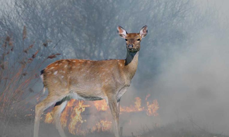 Wildfire Recovery: Lessons from Animals Wildfire Recovery: Lessons from Animals