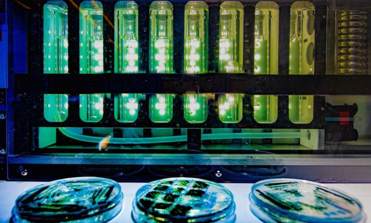 cultivation of cyanobacteria cultivation of cyanobacteria