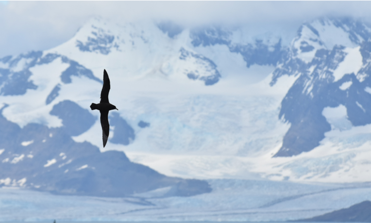 Antarctica’s receding sea ice could impact seabirds’ food supply Antarctica’s receding sea ice could impact seabirds’ food supply