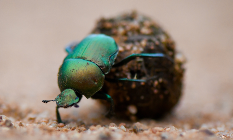 How beetles decode nature’s signals How beetles decode nature’s signals
