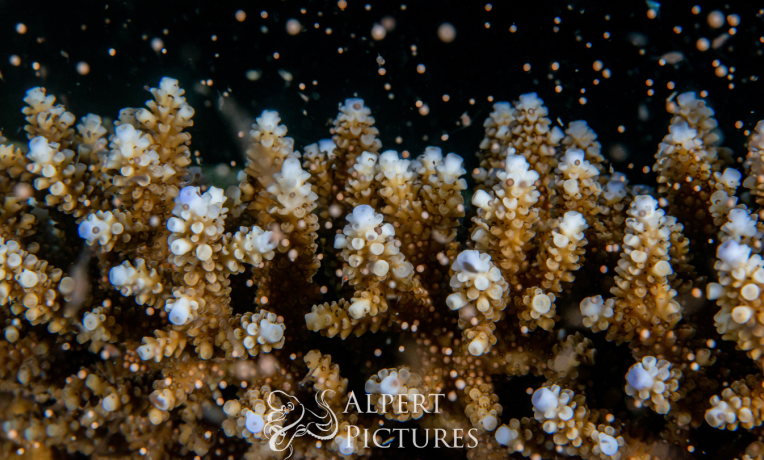 Scientists have successfully bred corals to improve their heat tolerance Scientists have successfully bred corals to improve their heat tolerance
