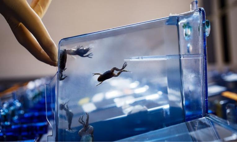 New approach in amphibian biology: harmless viruses help to study the nervous system of frogs New approach in amphibian biology: harmless viruses help to study the nervous system of frogs