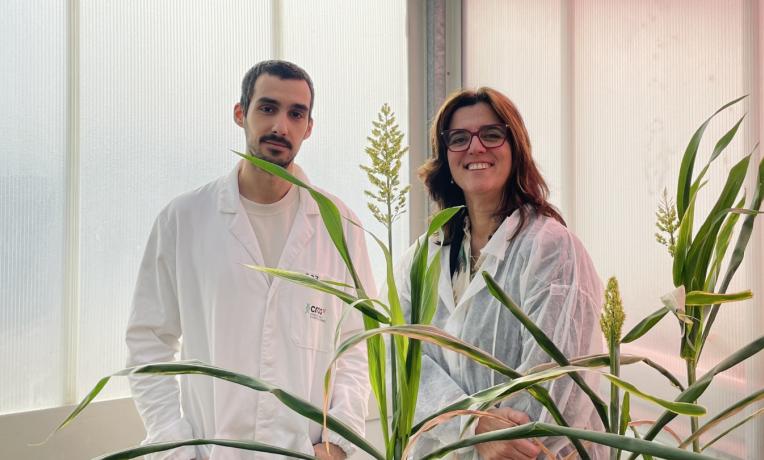 Advancing sorghum science (authors) Advancing sorghum science (authors)