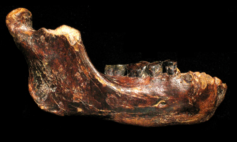 A male Denisovan jawbone from Taiwan expands the known geographic range of this extinct human group A male Denisovan jawbone from Taiwan expands the known geographic range of this extinct human group