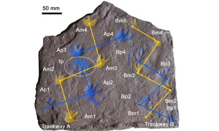 355 million-year-old footprints rewrite the history of backboned land animals 355 million-year-old footprints rewrite the history of backboned land animals