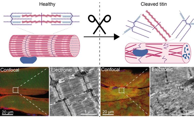 New method developed to study mechanical proteins linked New method developed to study mechanical proteins linked
