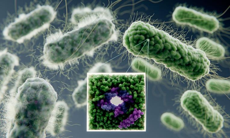Antimicrobial peptides forming pore in bacterial membrane, killing them