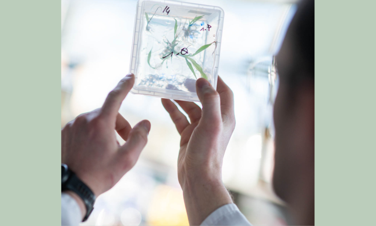 plants in lab