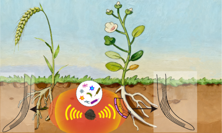 plant