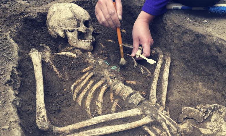 Cover image of Biting into ancient DNA
