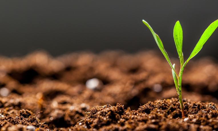 Cover image of Plant Health: why research is so important