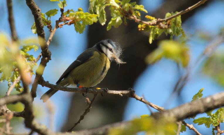 Cover image of Blue tits provide climate change clues