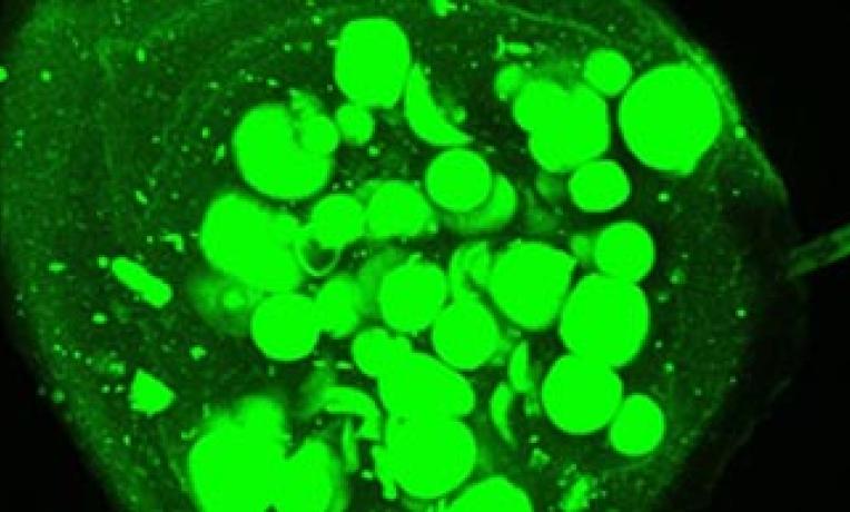 Cover image of The new generation of microscopic robots 