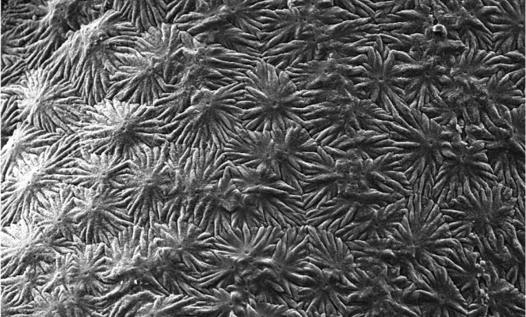 Cover image of Regenerating bones and teeth Cover image of Regenerating bones and teeth