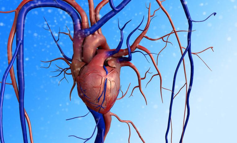 Cover image of From basic research to clinical medicine: stimulating the natural growth of heart blood vessels Cover image of From basic research to clinical medicine: stimulating the natural growth of heart blood vessels