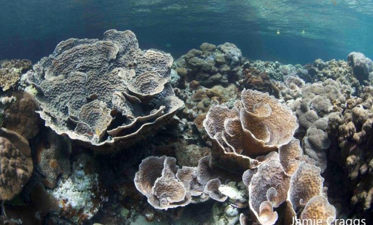 Cover image of Helping corals resist climate change Cover image of Helping corals resist climate change