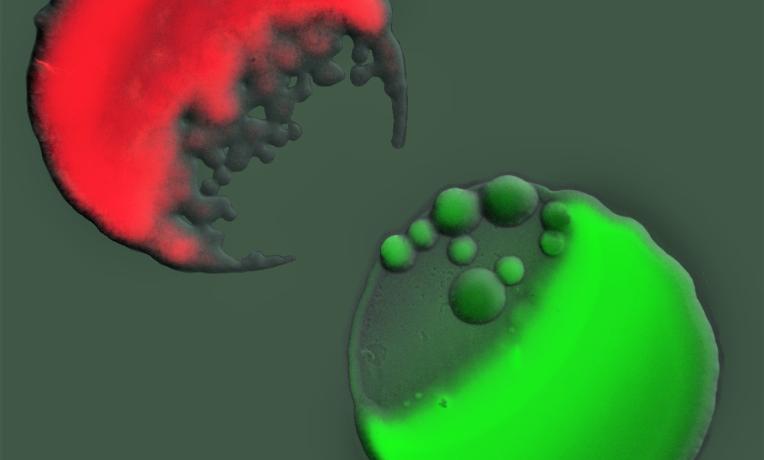 Cover image of Bacterial wars 