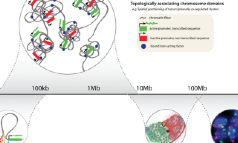 Cover image of New landmark in epigenetics: understanding the silencing of the X-chromosome Cover image of New landmark in epigenetics: understanding the silencing of the X-chromosome