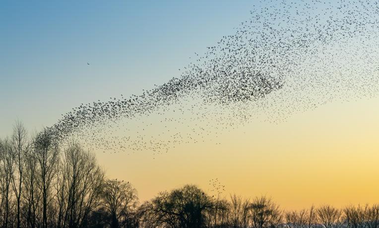 Cover image of How do birds navigate?