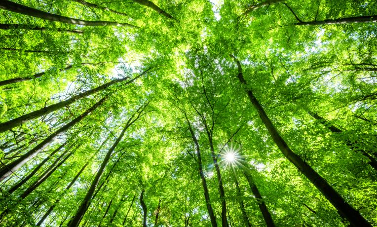 Cover image of why is the world green?