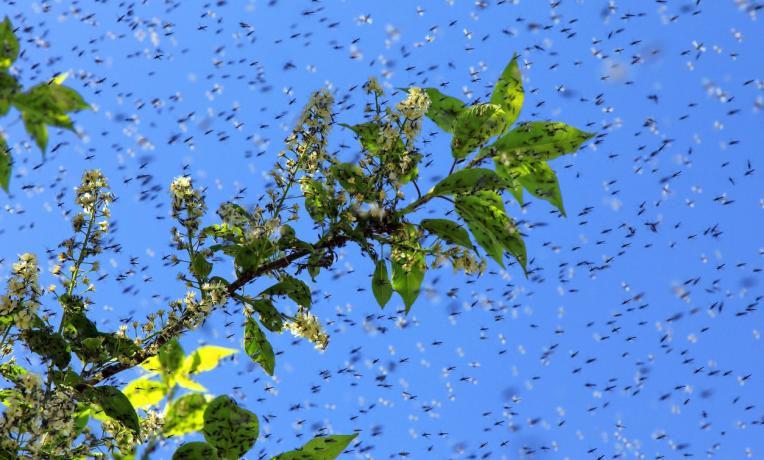 Cover image of Fighting harmful insects in an eco-friendly way