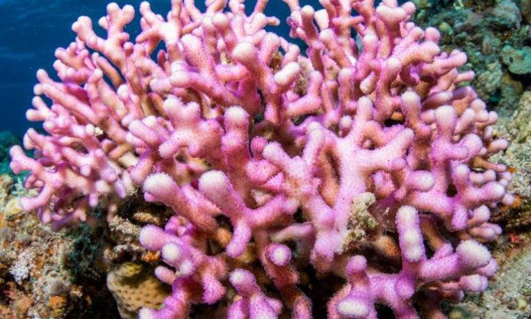 Cover image of New hope for coral reefs Cover image of New hope for coral reefs