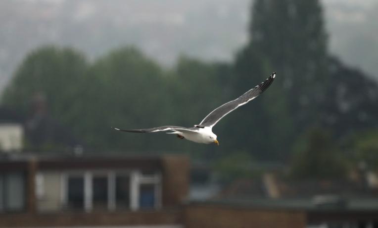Cover image of Autonomous flight inspired by nature
