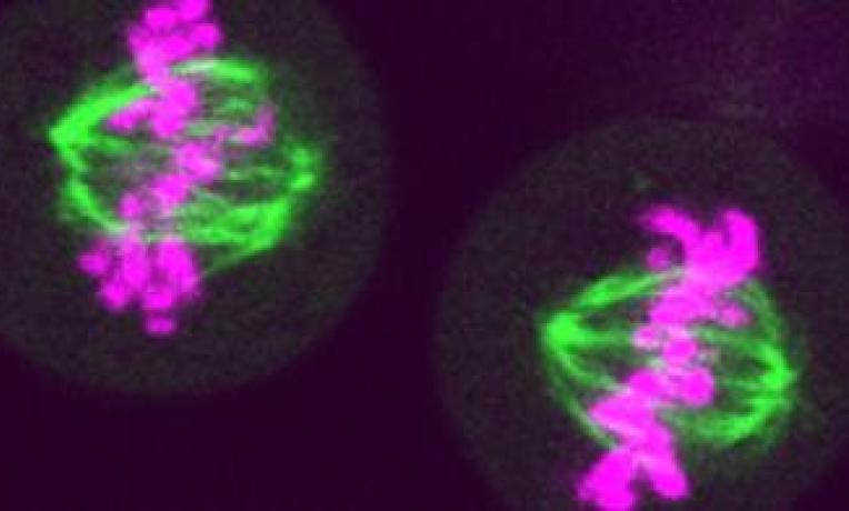 Cover image of The driving forces of cell division