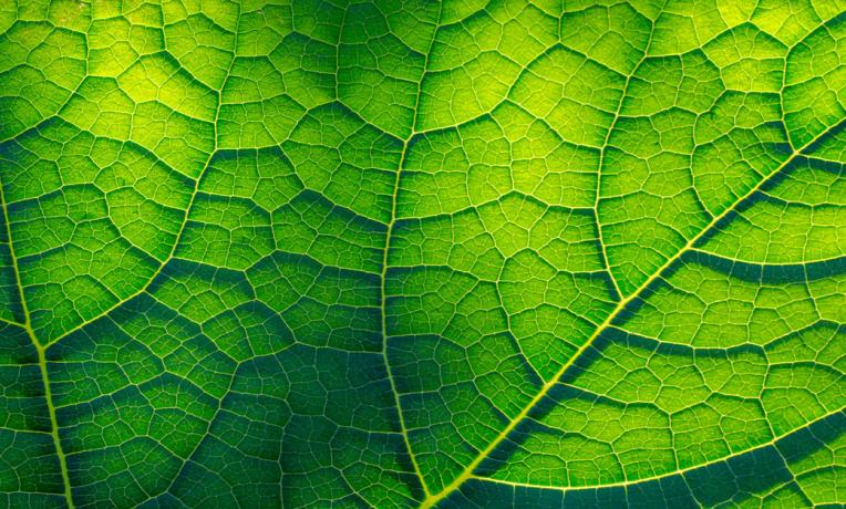 Cover image of Newly discovered proteins boost biomaterials market