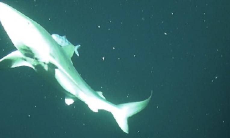 Cover image of Back from the depths of Whittard Submarine Canyon